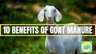 Goat Manure: 10 Benefits of Goat Manure | Advantages of Goat Manure | Uses of Goat Manure Fertilizer