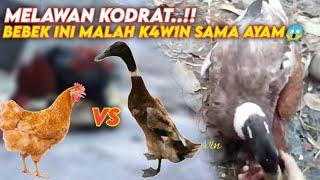 PERTANDA APA INI..!!  Bebek Jantan Kawin Dengan Ayam Betina