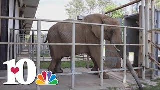 Zoo Knoxville moves Jana, 42-year-old elephant, to new home at The Elephant Sanctuary