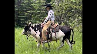 Riding The Buffalo XXX