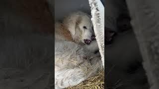 Lost Livestock Guardian Dog