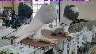 Diffrent colours in Pomeranian Pouter Pigeons||Pakistan Pomeranian Pouter Pigeons Club