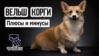  Вельш корги за и против. Плюсы и минусы породы. Кому не подойдёт вельш корги?