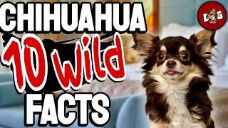 10 Wild Chihuahua Facts You Would Have Never Known About