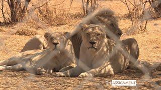 Inside South Africa's Lion farming industry - On Assignment | ITV News