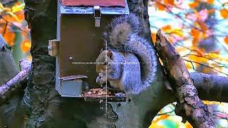 Squirrel Hunting In Early Winter