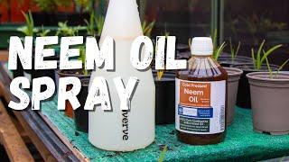 How to make a neem oil spray for pest control in your garden