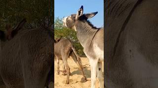 #donkey #animals #yiutubeshort #success