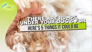 There Are Bumps Under Your Dog’s Fur Here’s 5 Things It Could Be