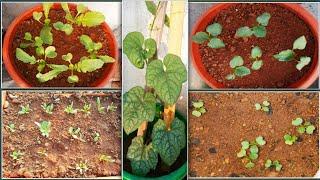 New plants//all my seeds have germinated//#raddishCarrotTomatoBrocolliBeetroot //NS GARDENS//