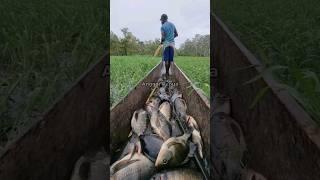 Asli idaman ini, ikan nila liar rawa Merauke