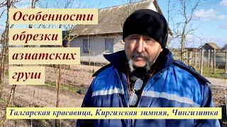 Особенности обрезки груши Талгарская красавица