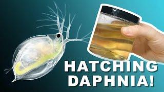 Daphnia Hatching Kit! | Aquatic Live Food