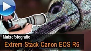 Canon EOS R6 - Extrem-Makrostack (80 Megapixel)!