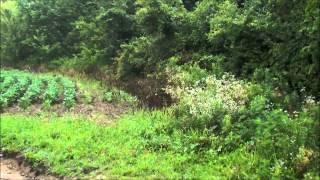 Beagles and bunnies in the corn