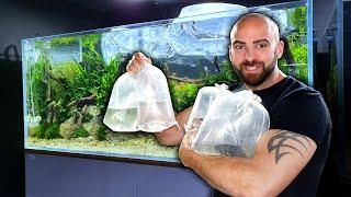 NEW FISH ADDED to 4ft ANGELFISH AQUARIUM | MD FISH TANKS