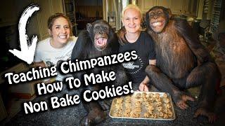 Teaching Chimpanzees How To Make Non Bake Chocolate Chip Cookies | Myrtle Beach Safari