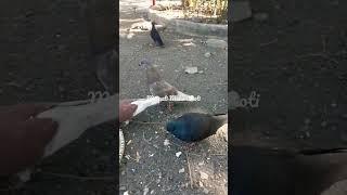 Merpati Makannya Roti #shorts #merpati #pigeon #funny