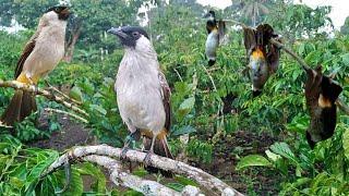 emang boleh setegang ini !! mikat BURUNG KUTILANG auto adu gacor di alam liar