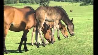 Driving safely across the New Forest National Park