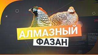 Алмазный Фазан полная информация