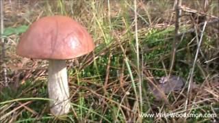 Foraging for Orange Boletes - WiseWoodsman.com