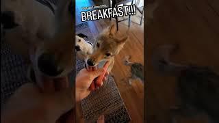 BREAKFEST TACOS#weavethecoyote #duckholliday #rickybobby #coyote #donkey #dog #puppy #cat #friends