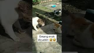 Kucing Ngajak Berantem Tapi Dicuekin