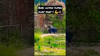 Babi hutan super kuat part 1