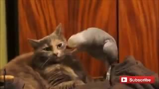 Попугай - коту: Базарамана фильтруй