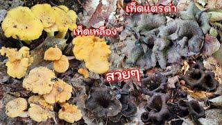 เก็บเห็ดแตรดําเห็ดมันปูดอกสวยๆ  Herbsttrompete  #เห็ดแตรดํา #เห็ดมันปู #เก็บเห็ดในต่างแดน