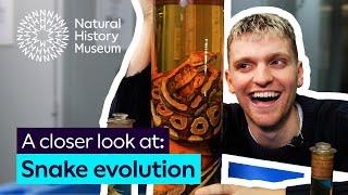 Snakes used to have legs! | A closer look at snake evolution