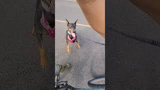 #dog #dogsoftiktok #puppy #pitbullsoftiktok #pitbull #doberman #capcut #fyp #bike #exercise