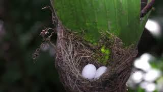 The Long-billed Hermit