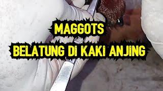 MAGGOTS PADA KAKI ANJING #maggots #belatung