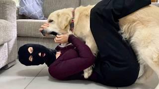 Dog's reaction to a thief | The dog protects the owner