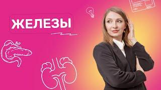 Вебинар Железы | ЕГЭ 2024