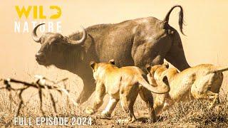 Lions Vs Buffalo | The Journey to Resist the Apex Predators | Animal documentary