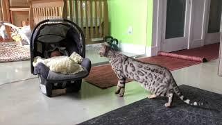Silver Bengal cat meets his new baby brother