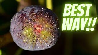 How To Grow Figs In Cold Climates | To Cover Or Not To Cover? | Fig Fruit Tree Cold Hardy Growing!