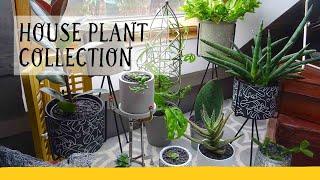 Geoff Stonebanks’s indoor plant collection