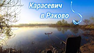 Карась в Раково на фидер и флэт| Ловля карася весной