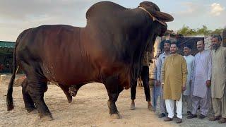 Lal Brothers Bulls of Cattle Paradise Cattle Farm ll Qurbani Bulls Collection 2024 #bulls #mandi