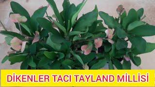 DİKENLER TACI MİLLİ BAKIMI TAYLAND MİLLİSİ HİBRİD