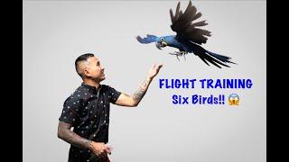 How to teach your bird to FLY | Advanced Parrot Training