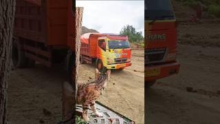 DumpTruk Canter muatan pasir #trukcanter #kucingkaget #shorts