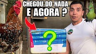 Uma caixa MISTERIOSA com ovos de GSB | Coletando ovos de ganso e galinha pra chocar  | Aves Recriar