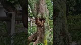 Big tree that so awesome #pohonbesar #bigtree #mayesawika