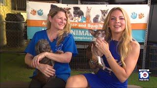 South Florida animal advocates highlight joys of senior dog adoption