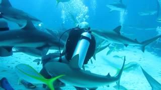 Mergulho com Tubarões - Shark Diving in Nassau, Bahamas